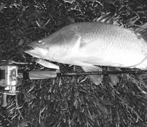 The new 8kg Territory Barra Live Fibre is a mean soft plastic chucker in and around the snags. This barra fell to a Tropic Angler 10cm Live Bait Soft Plastic.